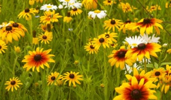 Meeting Fellow Cancer Survivors