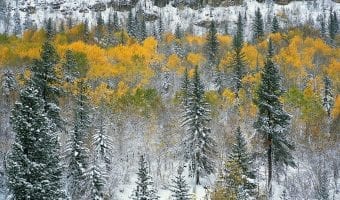 temp get url of images